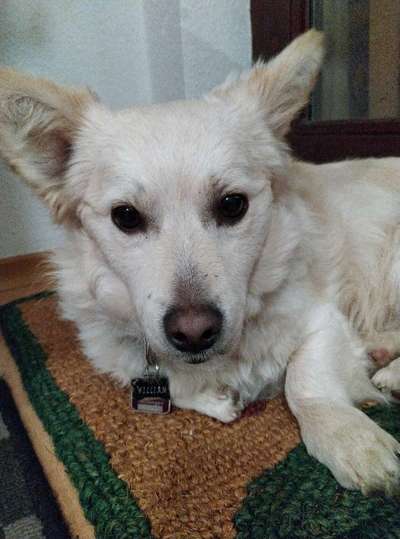 Die besten Hundeblicke 🐾❤️-Beitrag-Bild