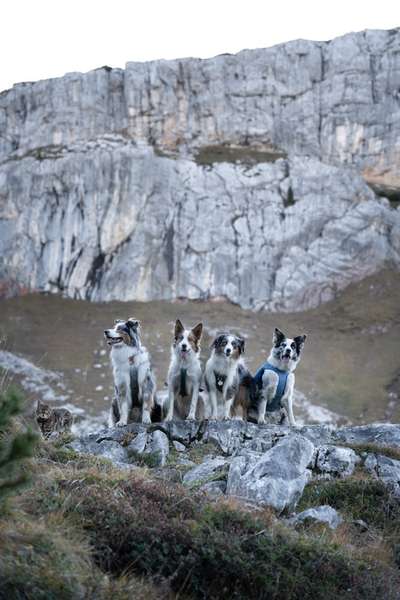 Hundetreffen-Laufen/Wandern mit Hund-Bild