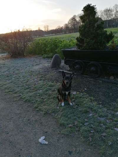 Hundeauslaufgebiet-Mühlenbachtal-Bild