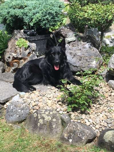 Die Dogorama Kalender Challenge Titelbild-Beitrag-Bild