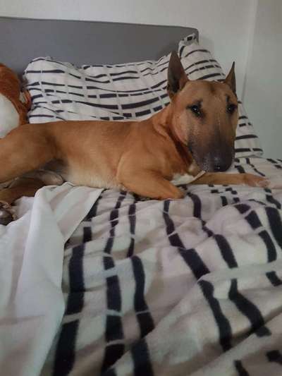 Miniatur Bullterrier-Beitrag-Bild