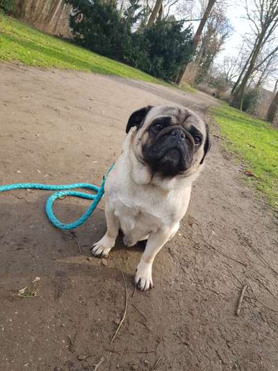 eure Spitznamen für die Vierbeiner-Beitrag-Bild