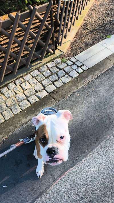 Hundetreffen-Spielgefährte gesucht-Bild