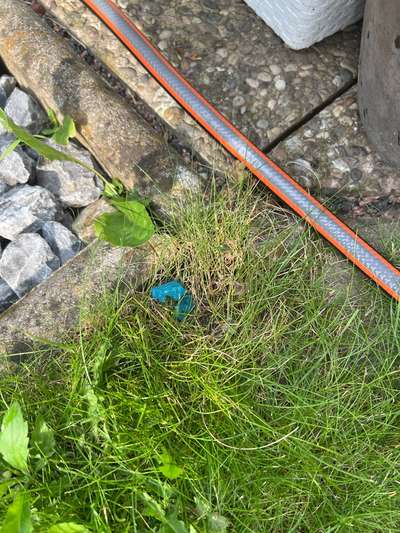 Giftköder-Erneut Rattengift im Garten!!!-Bild