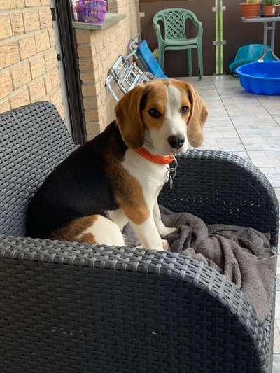 Hundetreffen-Spieletreff in Elsen-Bild