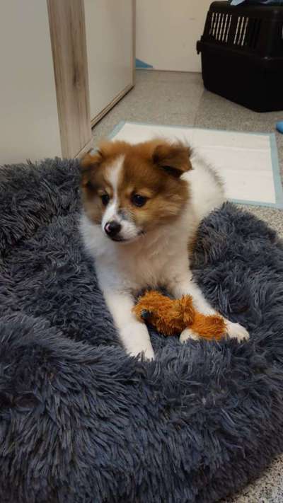 Welpen Bilder !-Beitrag-Bild