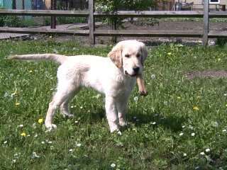 Wo sind die Golden Retriever Liebhaber?-Beitrag-Bild