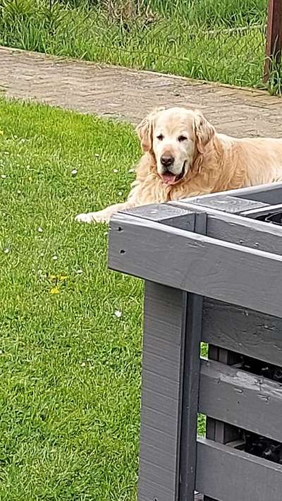 Wo sind die Golden Retriever Liebhaber?-Beitrag-Bild