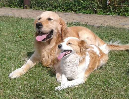 Die Dogorama Kalender Challenge 4/4-Beitrag-Bild