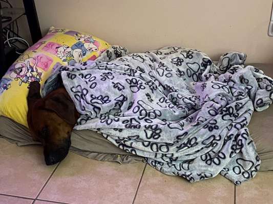 Rhodesian Ridgeback-Beitrag-Bild