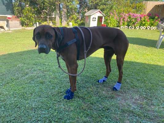 Rhodesian Ridgeback-Beitrag-Bild