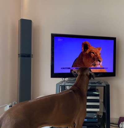 Rhodesian Ridgeback-Beitrag-Bild