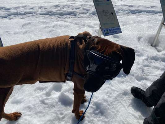 Rhodesian Ridgeback-Beitrag-Bild