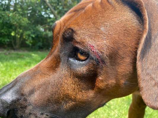 Rhodesian Ridgeback-Beitrag-Bild