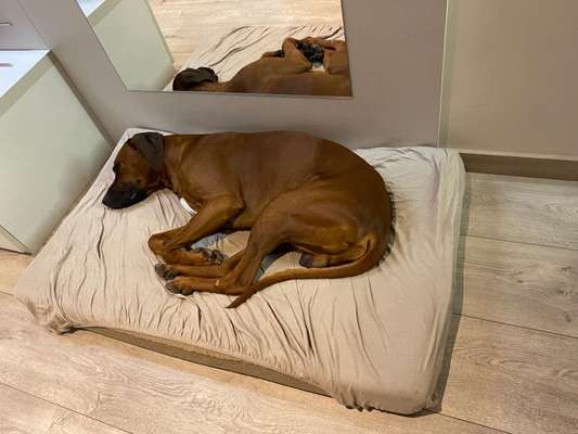 Rhodesian Ridgeback-Beitrag-Bild