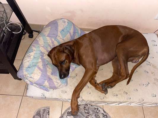 Rhodesian Ridgeback-Beitrag-Bild