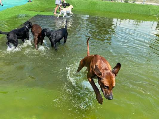Rhodesian Ridgeback-Beitrag-Bild