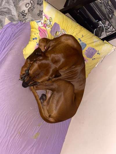 Rhodesian Ridgeback-Beitrag-Bild