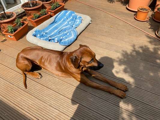 Rhodesian Ridgeback-Beitrag-Bild