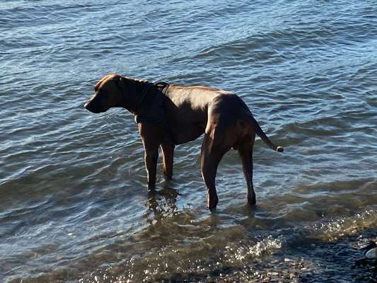 Rhodesian Ridgeback-Beitrag-Bild