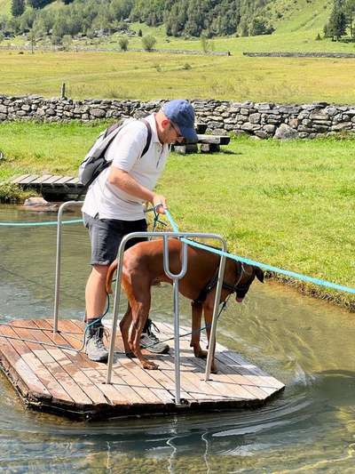 Rhodesian Ridgeback-Beitrag-Bild