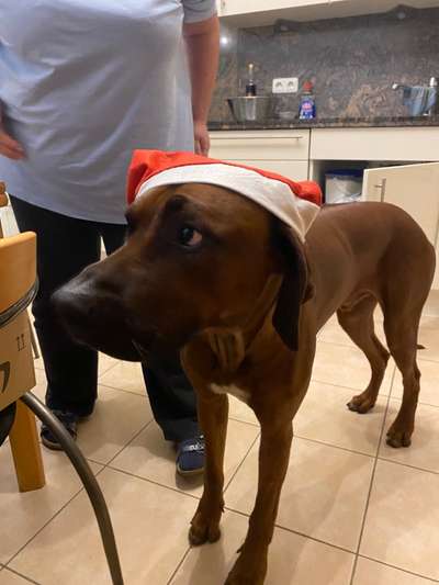 Rhodesian Ridgeback-Beitrag-Bild