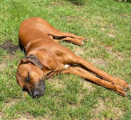 Rhodesian Ridgeback-Beitrag-Bild