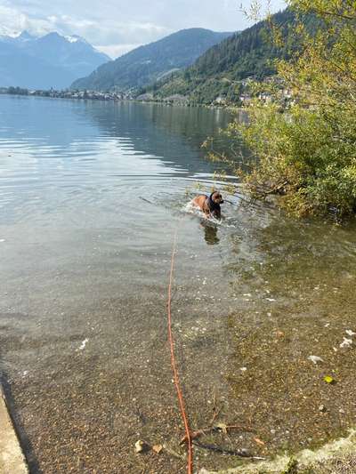 Rhodesian Ridgeback-Beitrag-Bild