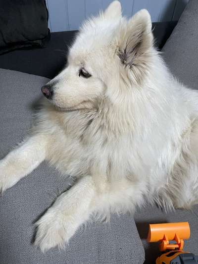 Samojede-Beitrag-Bild