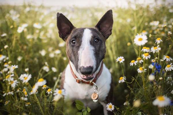 Dogorama Photo Challenge - Der Frühling kommt-Beitrag-Bild