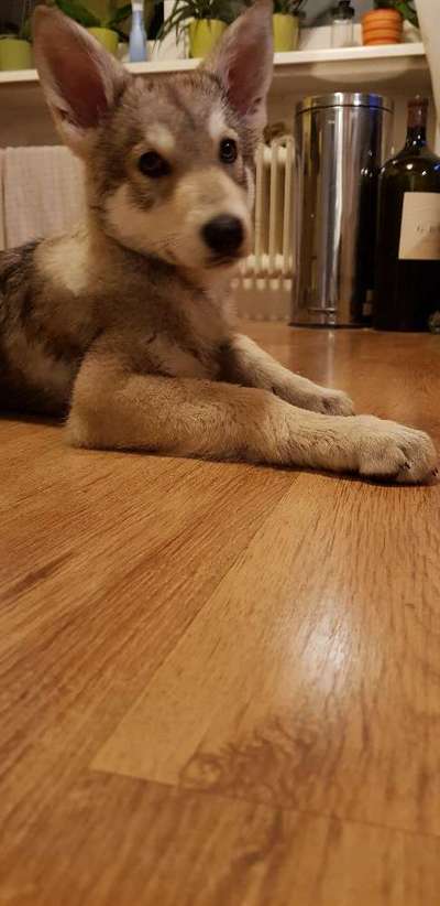 CHALLENGE NR. 19 - Der Hundeblick-Beitrag-Bild