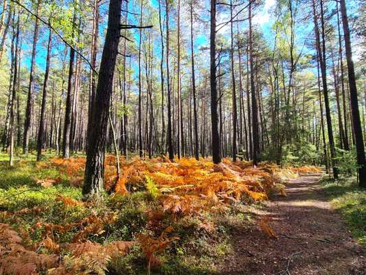 Die wunderschöne Welt mit Hund.-Beitrag-Bild