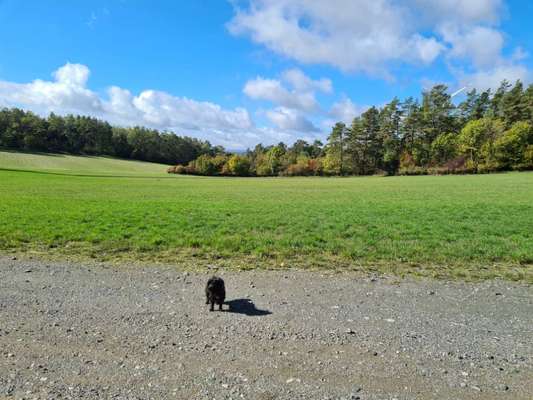 Die wunderschöne Welt mit Hund.-Beitrag-Bild