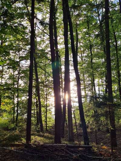 Die wunderschöne Welt mit Hund.-Beitrag-Bild