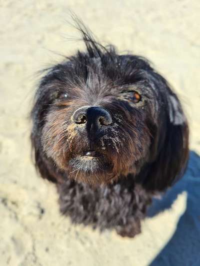 Zeigt mir die tollste Nahaufnahme von eurer Fellnase-Beitrag-Bild