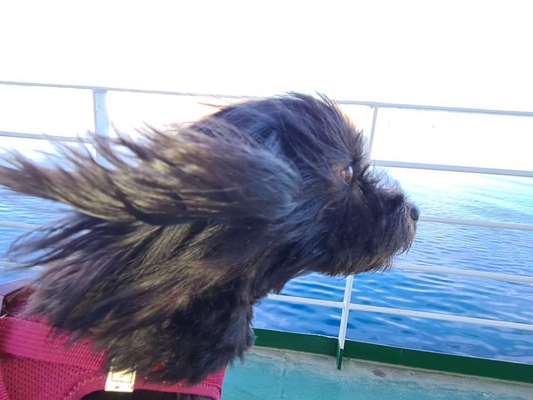 Fotosammlung: ,,Der natürliche Hund" Unbearbeitet, ungestellt und in Natura-Beitrag-Bild