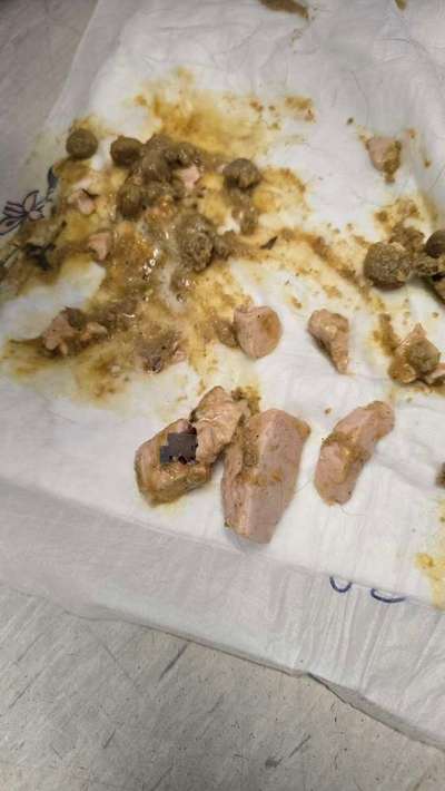 Giftköder-Wurststücke mit Rasierklingen-Bild