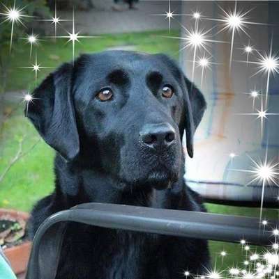 Labradorfans-Beitrag-Bild