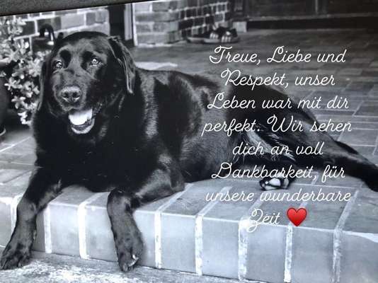 Fotochallenge Nr. 56 - geliebte Senioren-Beitrag-Bild