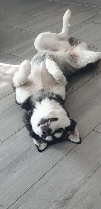 Das beste grinsefoto-Beitrag-Bild