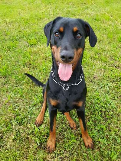 Dogorama Photo Challenge - Hundeblick zum hinschmelzen-Beitrag-Bild