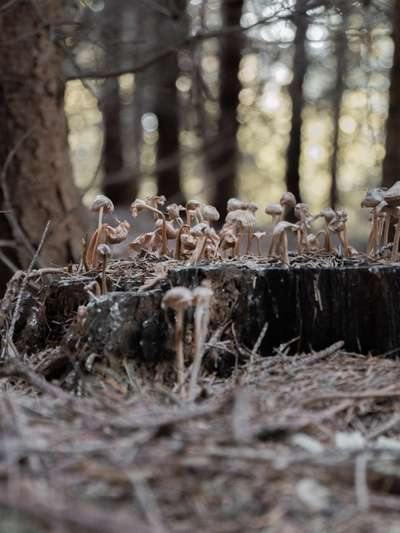 Die wunderschöne Welt mit Hund.-Beitrag-Bild