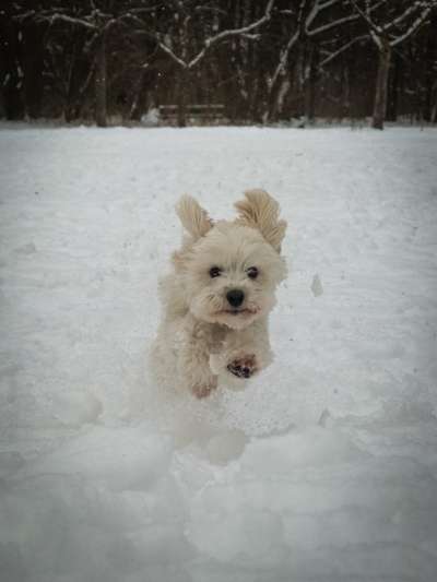 Dogorama Photo Challenge - Es wird nochmal kalt!-Beitrag-Bild