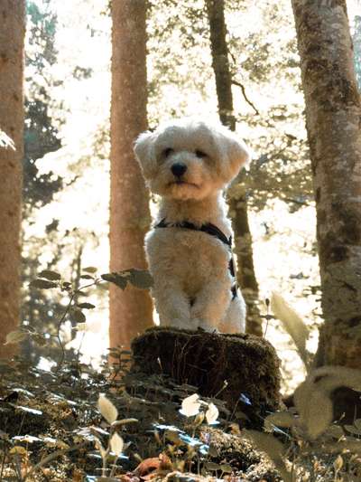 Wald Bild-Beitrag-Bild