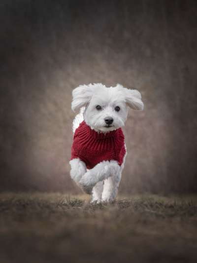 Fotografie / Hundefotografie-Beitrag-Bild