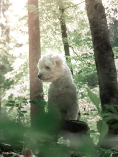 Dogorama Photo Challenge - Märchenwald-Beitrag-Bild