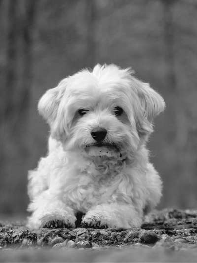 Foto-Challenge 76: Foto in Schwarz-Weiss-Beitrag-Bild