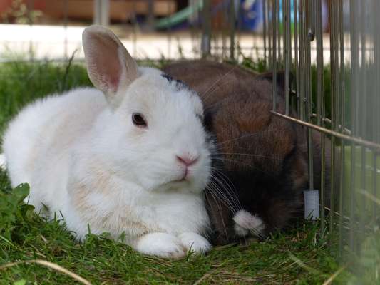 Unsere Fellnasen im Regenbogenland-Beitrag-Bild