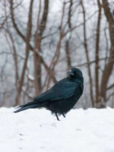 Die wunderschöne Welt mit Hund.-Beitrag-Bild