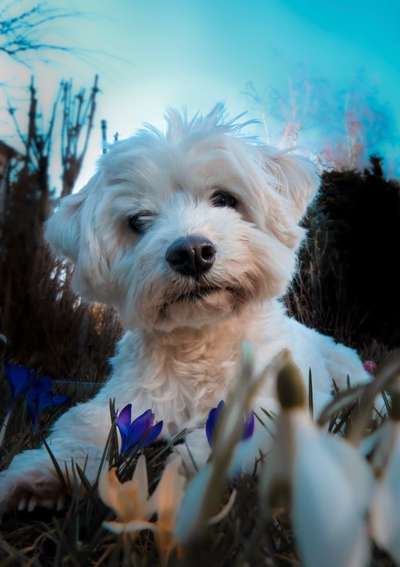 Dogorama Photo Challenge - Der Frühling kommt-Beitrag-Bild